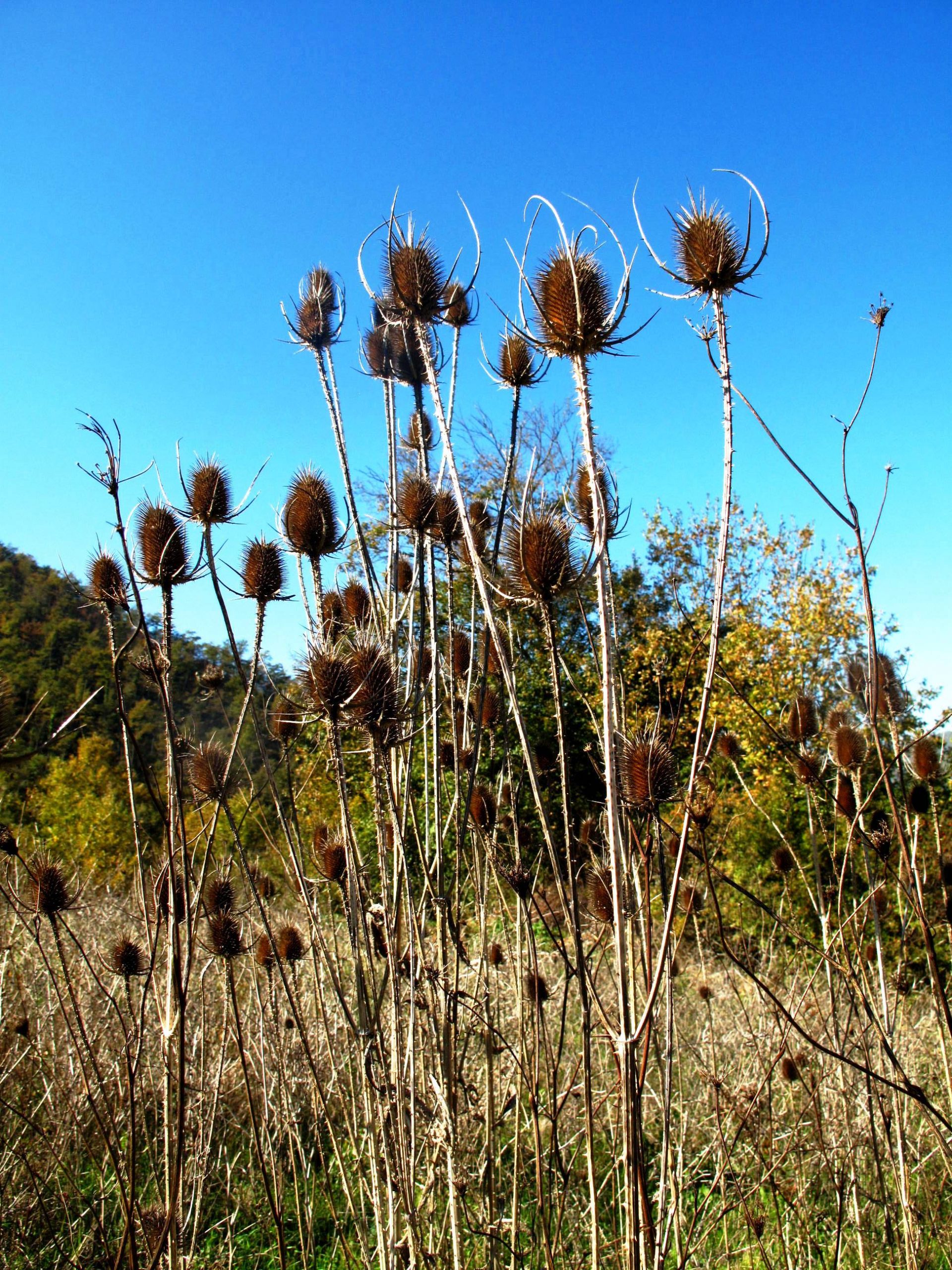 FlowerPods Flower Pods