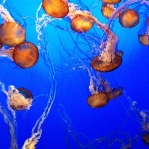 Underwater Glow