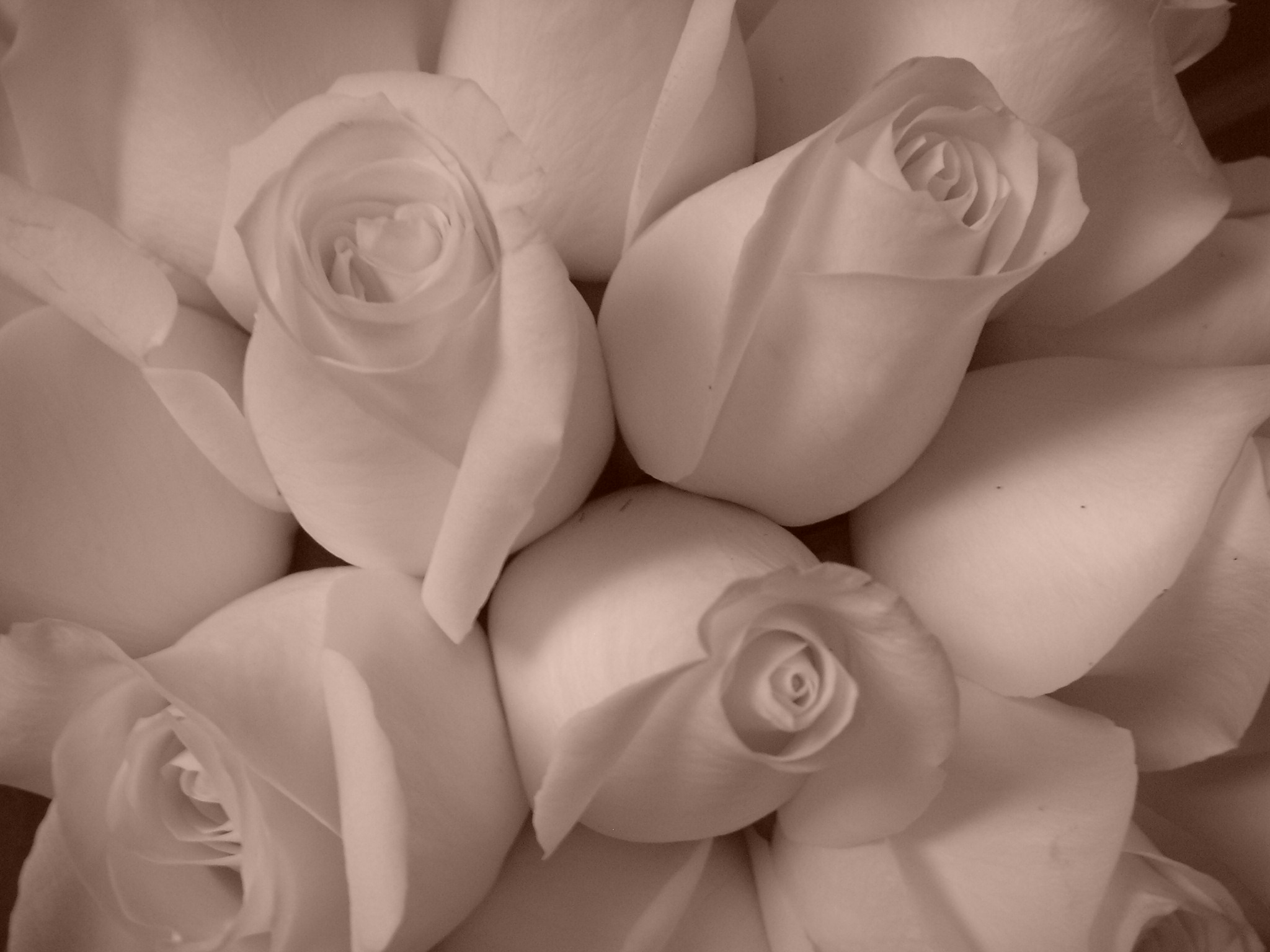 Pink Roses Pink Roses