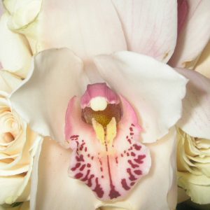 Home Page Photography for Sale