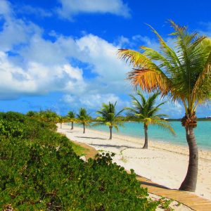 Palm Tree Row