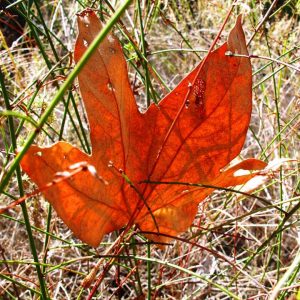 Leaf Blown Away