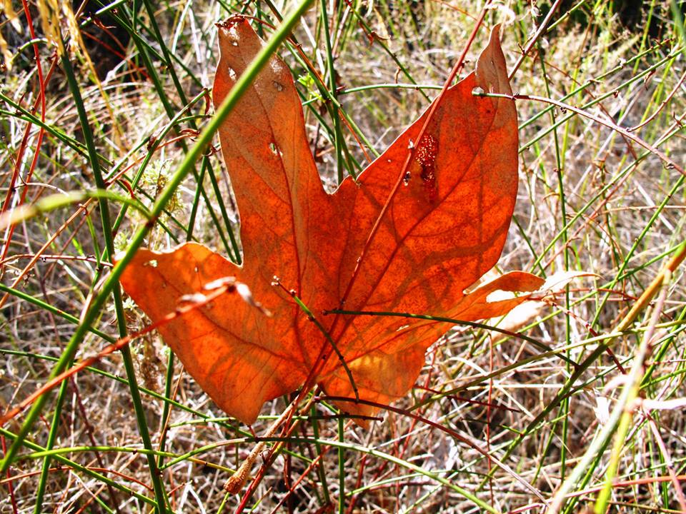 Leaf Blown Away Leaf Blown Away