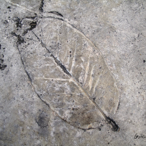 Leaf Imprint II