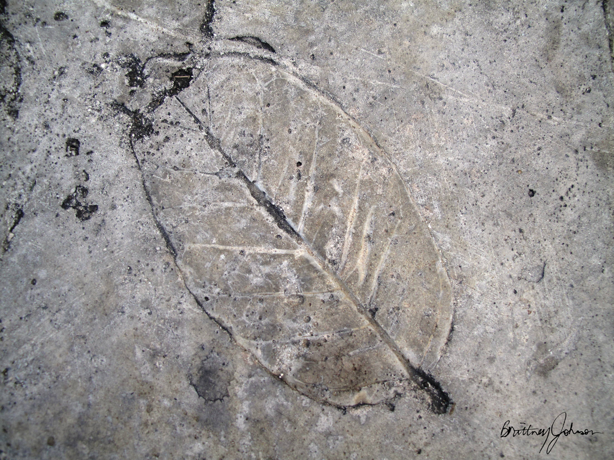 Leaf1-Signed (1200pix) Leaf Imprint II