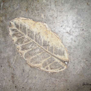 Leaf Imprint I