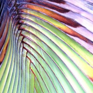 Relentless Palm