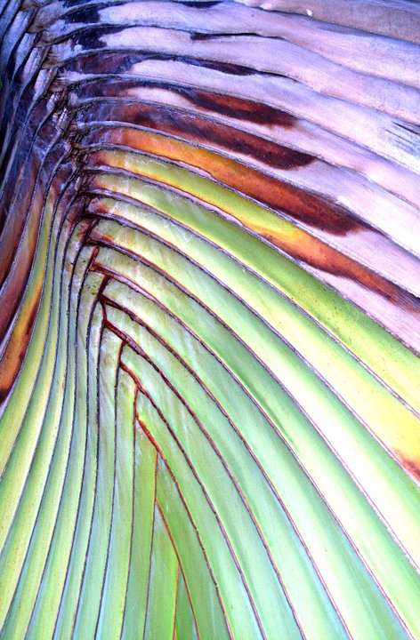 Relentless Palm Relentless Palm