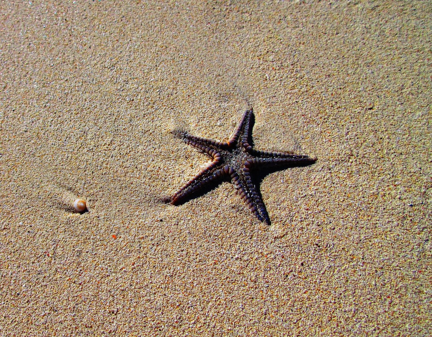 Single Starfish Single Starfish