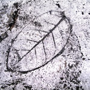 Leaf Imprint IV