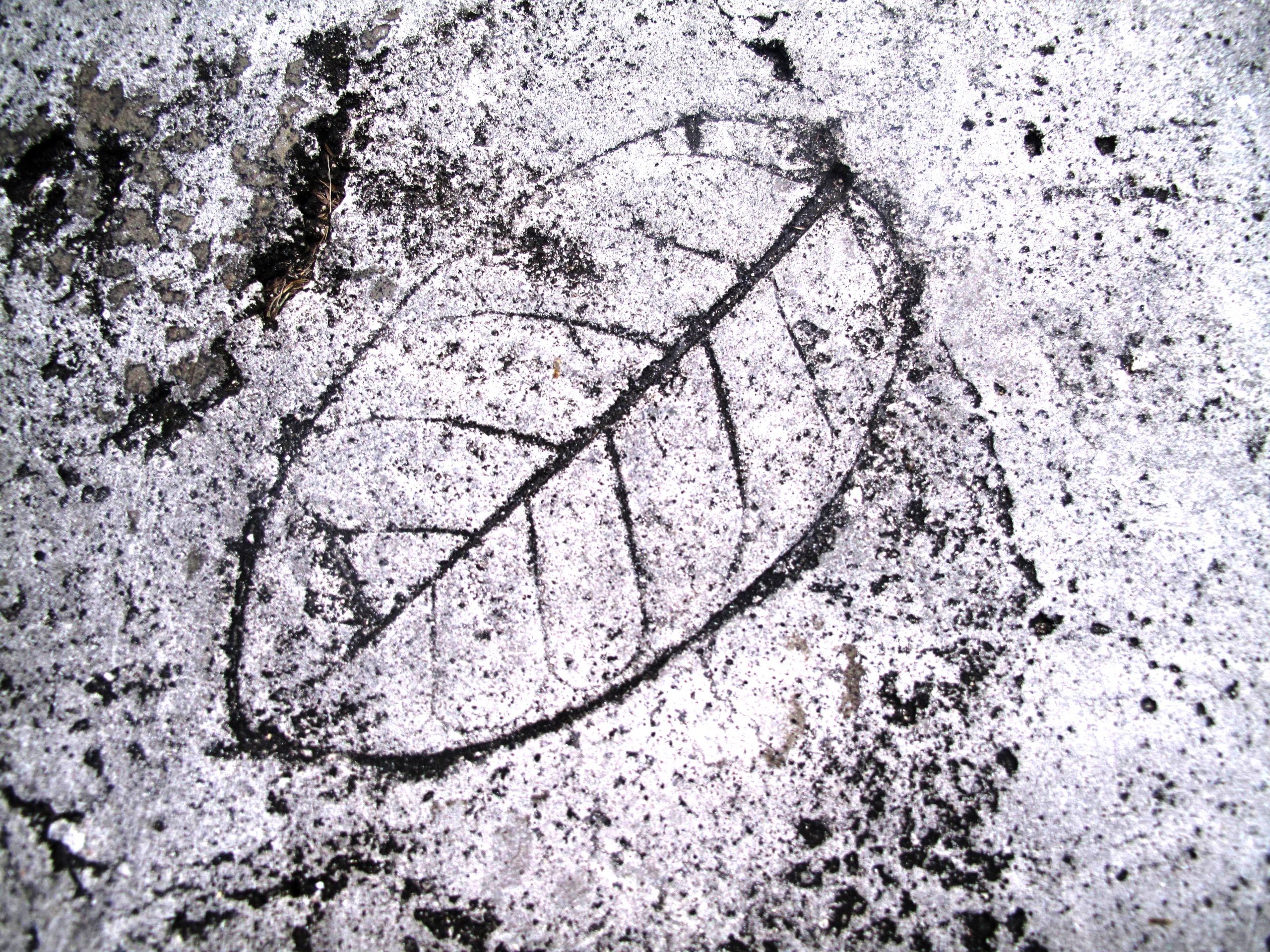 Leaf Imprint IV Leaf Imprint IV