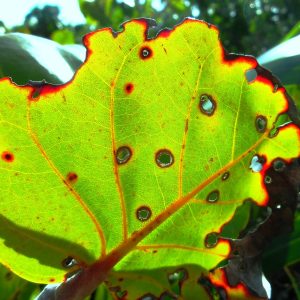 Leaf Sunspots