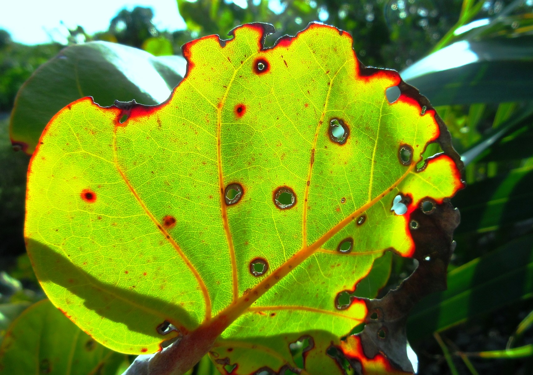 Leaf Sunspots Leaf Sunspots